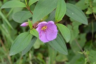 Melastoma bauchei